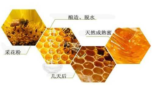 蜜蜂是怎么酿造出来的蜂蜜_蜜蜂怎么酿成的蜜