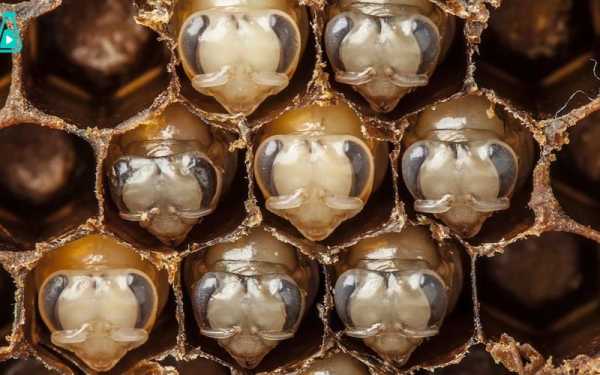 蜜蜂卵孵化过程