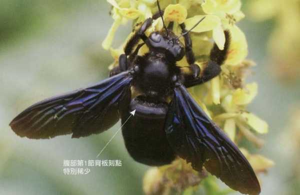木蜂有多少种类图片