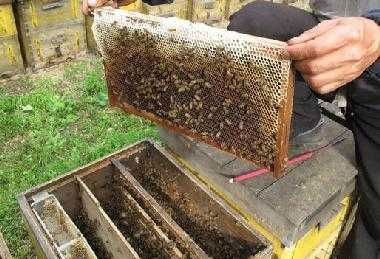 养200箱蜂能赚多少钱-养蜂一箱多少钱