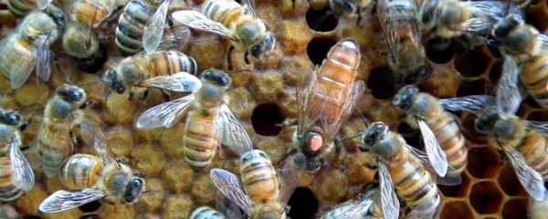 蜂王的幼虫怎么看_蜂王幼虫到出台需要多少天