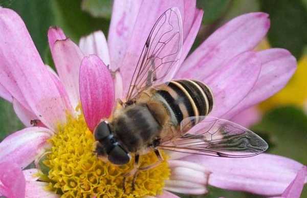 蜜蜂的最低气温是多少度,蜜蜂最适温度 