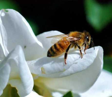 蜜蜂的最低气温是多少度,蜜蜂最适温度 