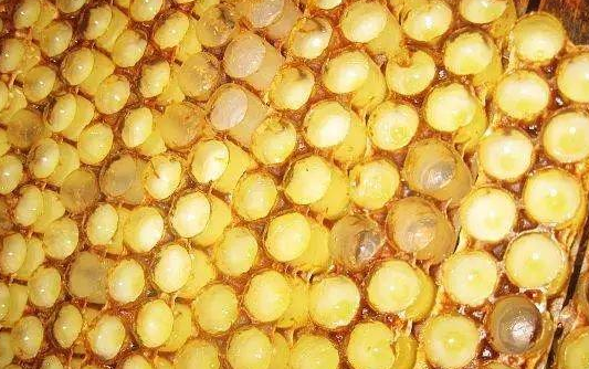 蜂王浆产在蜂巢的什么地方_蜂王浆是从哪里来的
