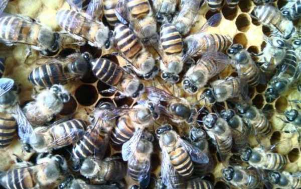 一箱蜜蜂一次产多少蜜-一箱蜜蜂产密多少