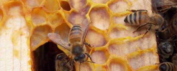 工蜂吃什么长大的-人工蜂吃什么