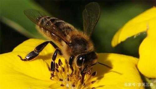 蜜蜂什么时候比较好_蜜蜂什么时候哲人