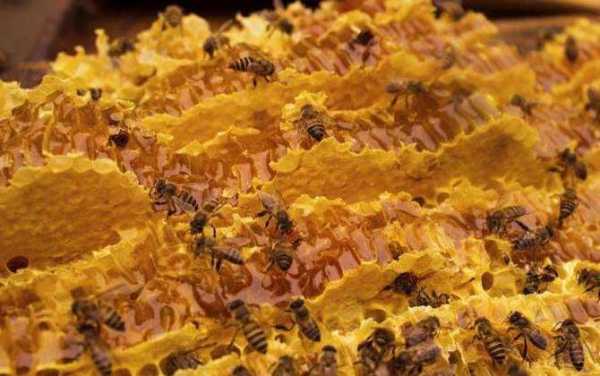 蜜蜂多少钱一斤蜂蜜多少钱一斤