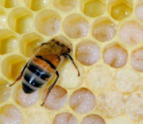 蜜蜂为什么有两个卵_两只蜜蜂为什么叠在一起