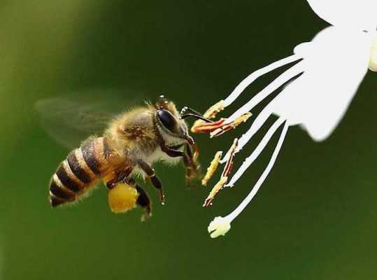 蜜蜂为什么有两个卵_两只蜜蜂为什么叠在一起