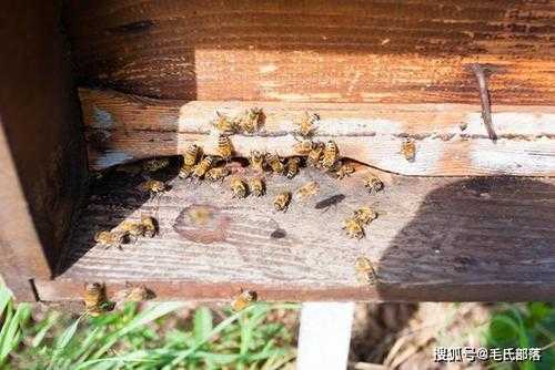 意蜂弱群怎么过冬,意蜂蜂群太弱怎么春繁 