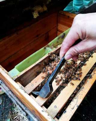 蜜蜂在蜂箱外拉屎是怎么回事-蜜蜂在蜂箱排泄是为什么