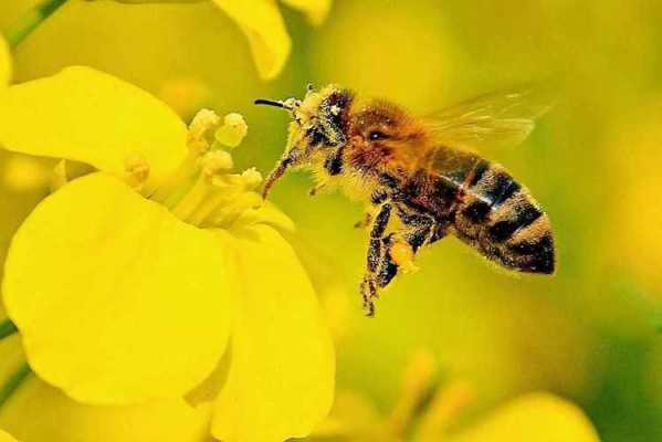 蜜蜂生活环境是什么（蜜蜂的生活环境是）