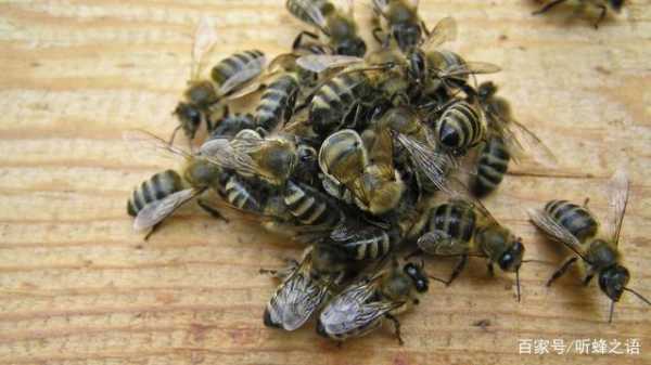 蜜蜂被盗了怎么办,蜜蜂盗蜂有什么办法可以处理? 