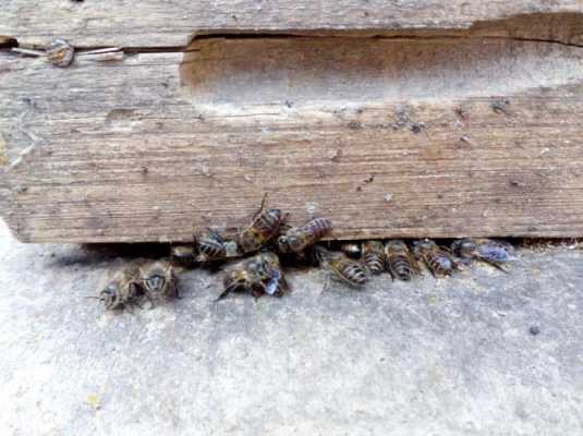蜜蜂被盗了怎么办,蜜蜂盗蜂有什么办法可以处理? 