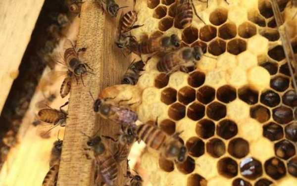 蜜蜂为什么造王台_蜜蜂在什么情况下会建王台