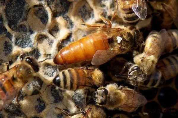 蜜蜂蜂王的寿命是多少