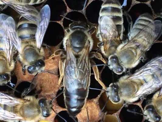 西域黑蜂种王一代 西域黑蜂采集半径多少