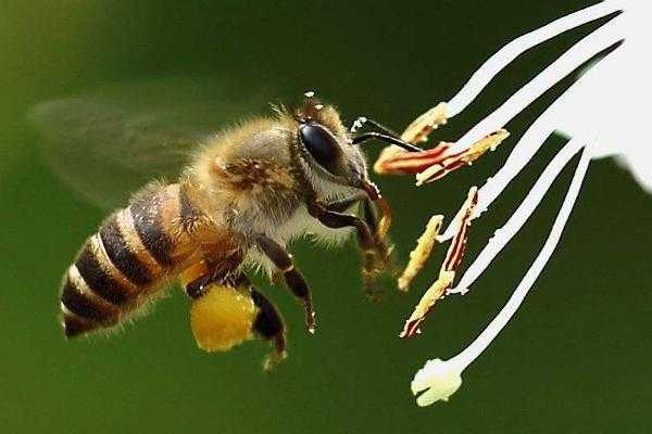 蜜蜂是怎么样形成的_蜜蜂怎样来的