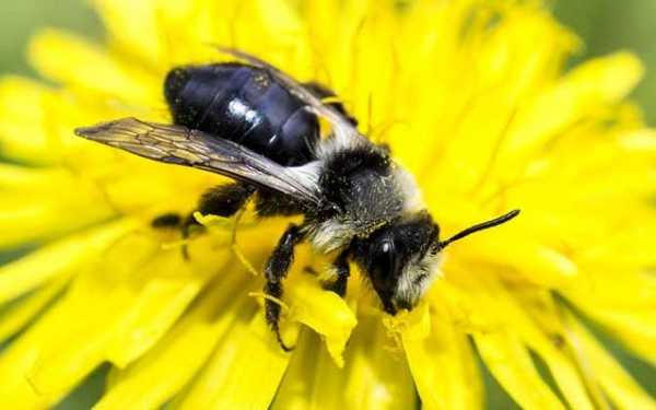 蜜蜂中黑蜂很多怎么办,蜜蜂中的黑蜂是干嘛的 