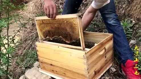 蜜蜂怎么可以抓进箱,蜜蜂怎么逮住 