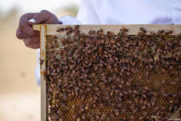 蜜蜂怎么可以抓进箱,蜜蜂怎么逮住 