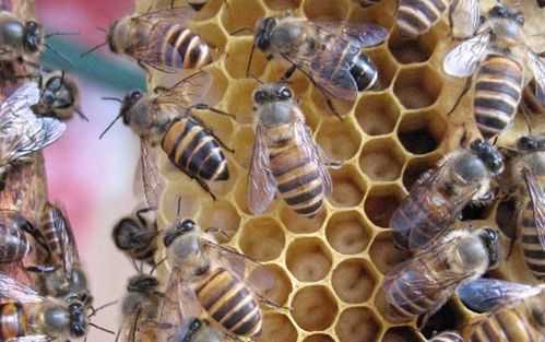  蜜蜂一年大约能产多少蜜「蜜蜂一年可以繁殖几次」
