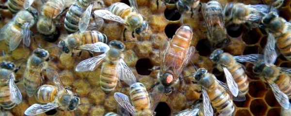  蜜蜂一年大约能产多少蜜「蜜蜂一年可以繁殖几次」