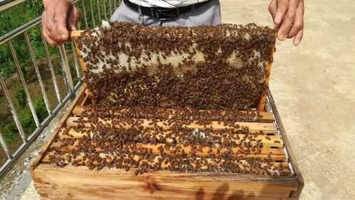  自养蜜蜂怎么收蜂蜜「养蜂人怎么收集蜂蜜」