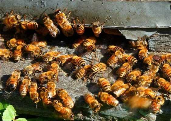 蜜蜂大肚病怎么治疗