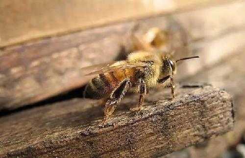 蜜蜂大肚病怎么治疗