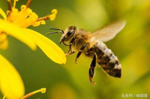 蜜蜂爬蜂是为什么,蜜蜂爬蜂是什么原因 