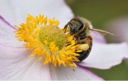蜜蜂爬蜂是为什么,蜜蜂爬蜂是什么原因 