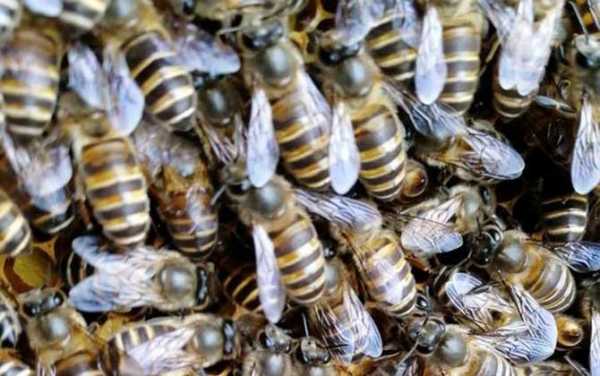 蜜蜂吃白糖比例是多少,蜜蜂喂白糖有什么好处 