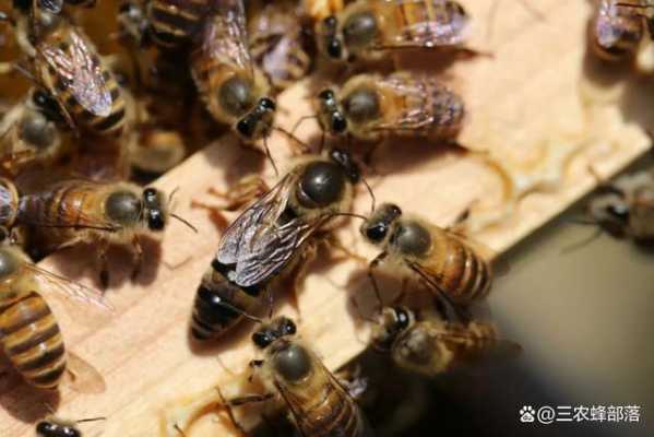 蜂王被捉之后其余蜜蜂怎样-蜜蜂蜂王被控了怎么产子