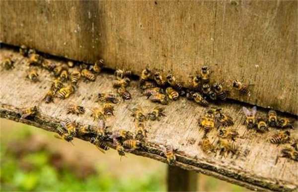 蜜蜂在气温多少度要死亡,蜜蜂多少度停止活动 