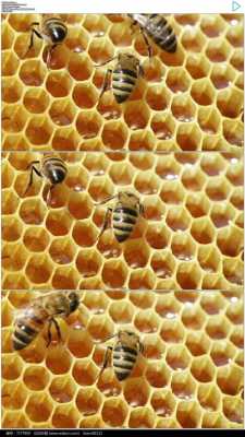蜜蜂怎么制造蜜蜂视频讲解-蜜蜂怎么制造蜜蜂视频