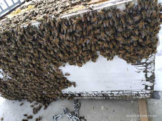 蜜蜂怎么蜜往外搬（蜜蜂怎么到蜂箱外成堆）