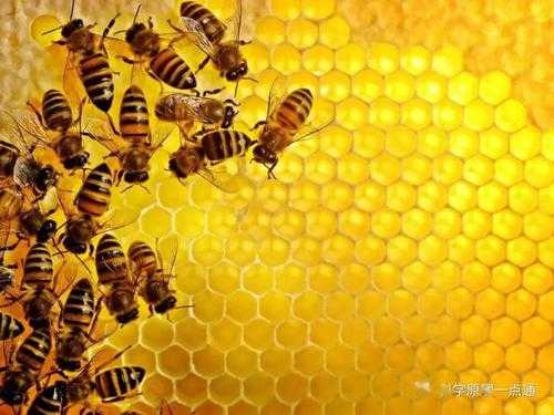 世界上有多少只蜜蜂 地球上有多少只蜜蜂