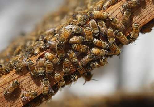 世界上有多少只蜜蜂 地球上有多少只蜜蜂