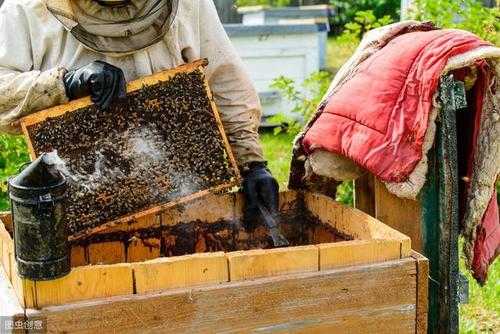 养蜂冬天怎么养_冬天养蜂怎么保温才正确?
