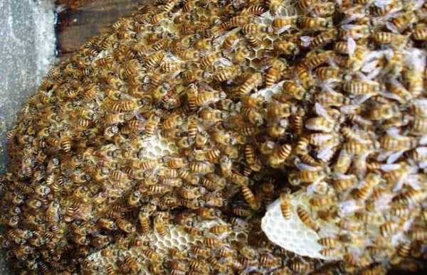养蜂冬天怎么养_冬天养蜂怎么保温才正确?