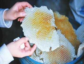 蜜蜂喂多少白糖,蜜蜂吃多少白糖酿多少蜜 