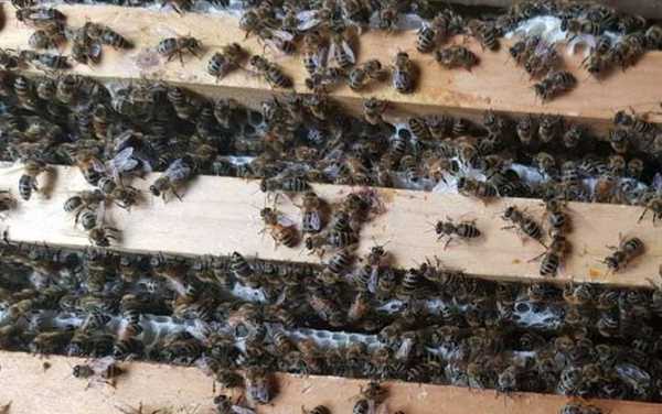一箱意蜂一天能脱多少粉-意蜂一天产多少蜜
