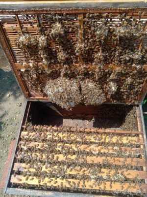 一箱意蜂一天能脱多少粉-意蜂一天产多少蜜