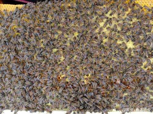 蜜蜂工产蜂群什么状况_蜜蜂工产蜂群什么状况下会死