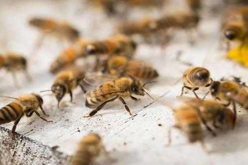 蜜蜂工产蜂群什么状况_蜜蜂工产蜂群什么状况下会死