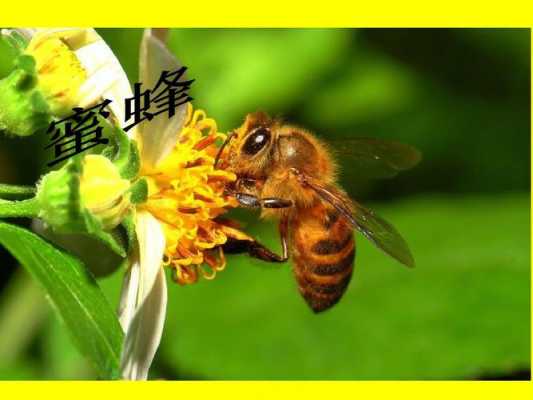 蜜蜂什么什么那是要教我们什么什么