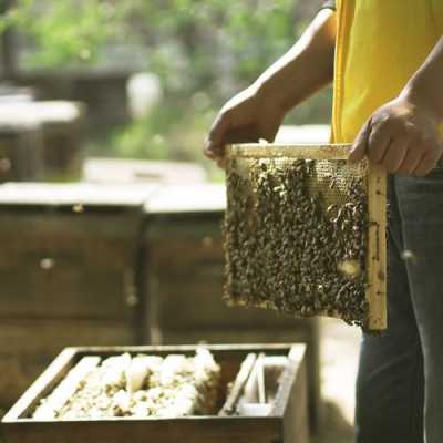 蜂场的什么蜂蜜最好（蜂场的蜂蜜是真的吗）