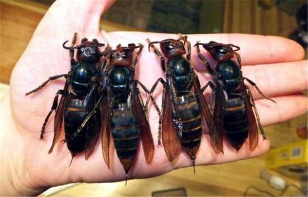 中国最大蜜蜂是多少_中国最大的蜂有多大